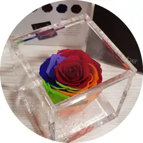 Rosa Arcobaleno in vaso cubico